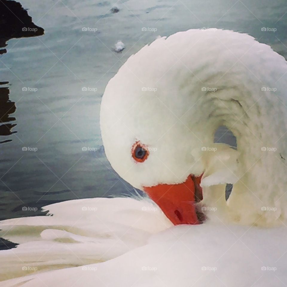 Beautiful white goose