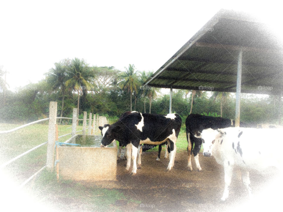 The cows in farm 