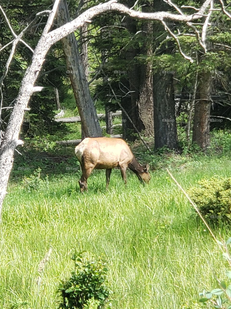 elk in Yellowstone
