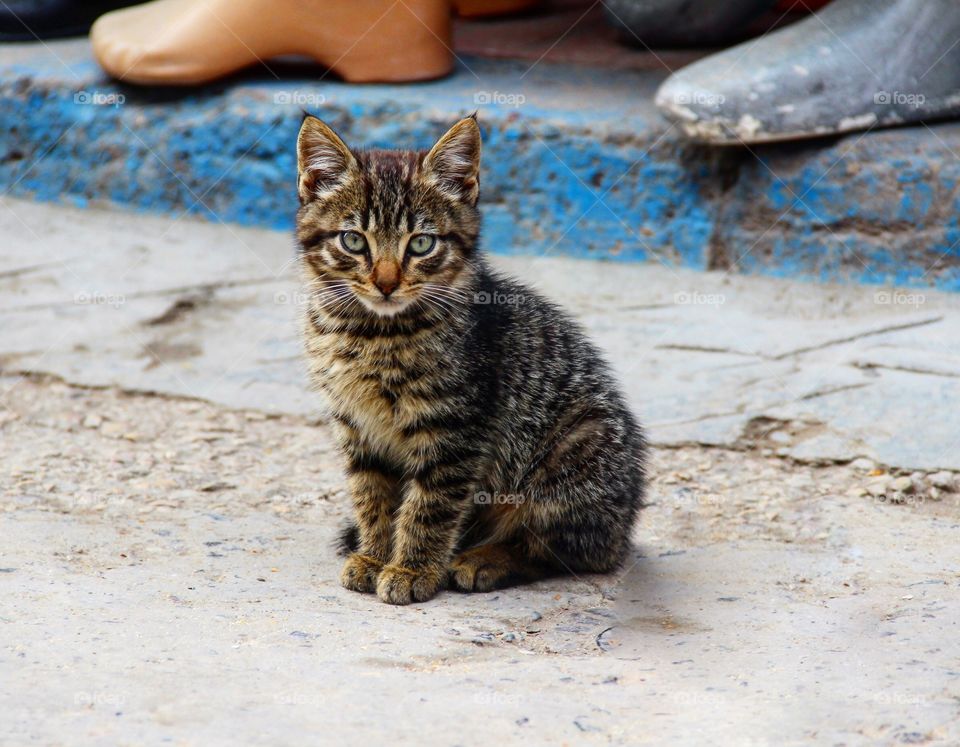 Close-up of a cat sitting