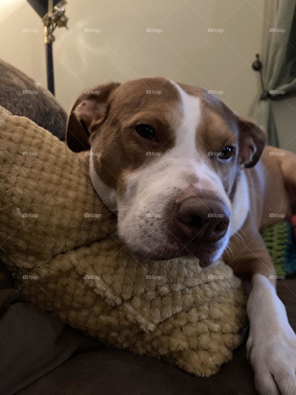 Beautiful dog on a pillow 