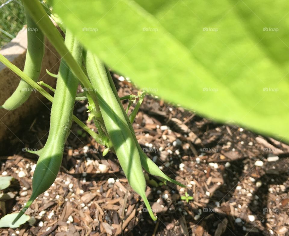 Growing green beans