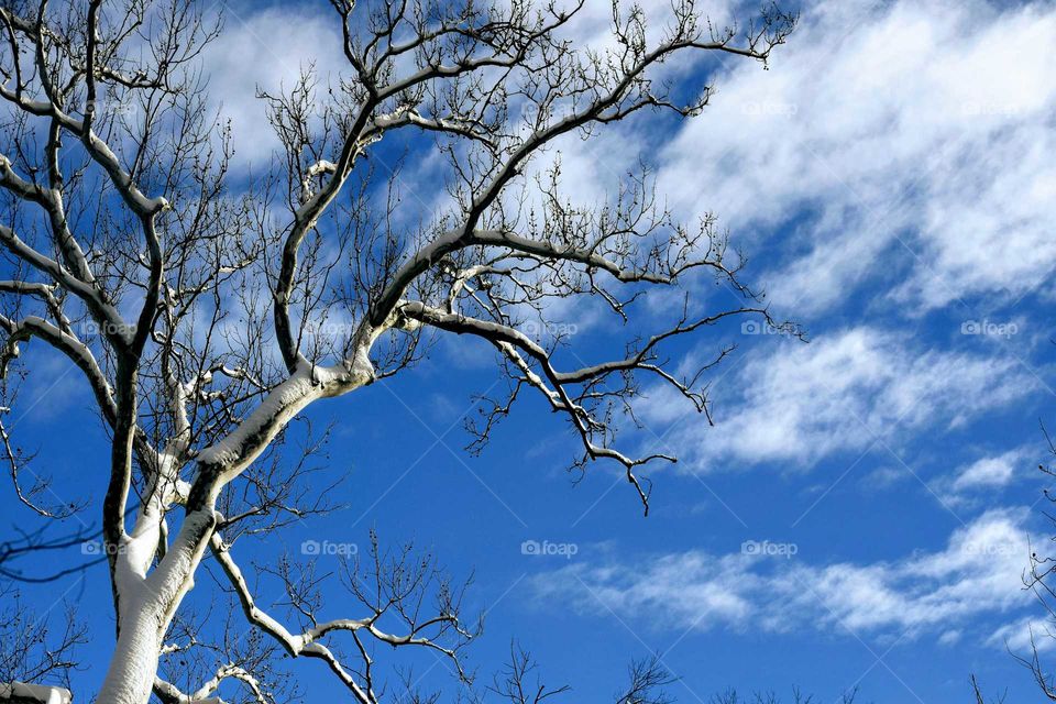 Branch against a blue sky