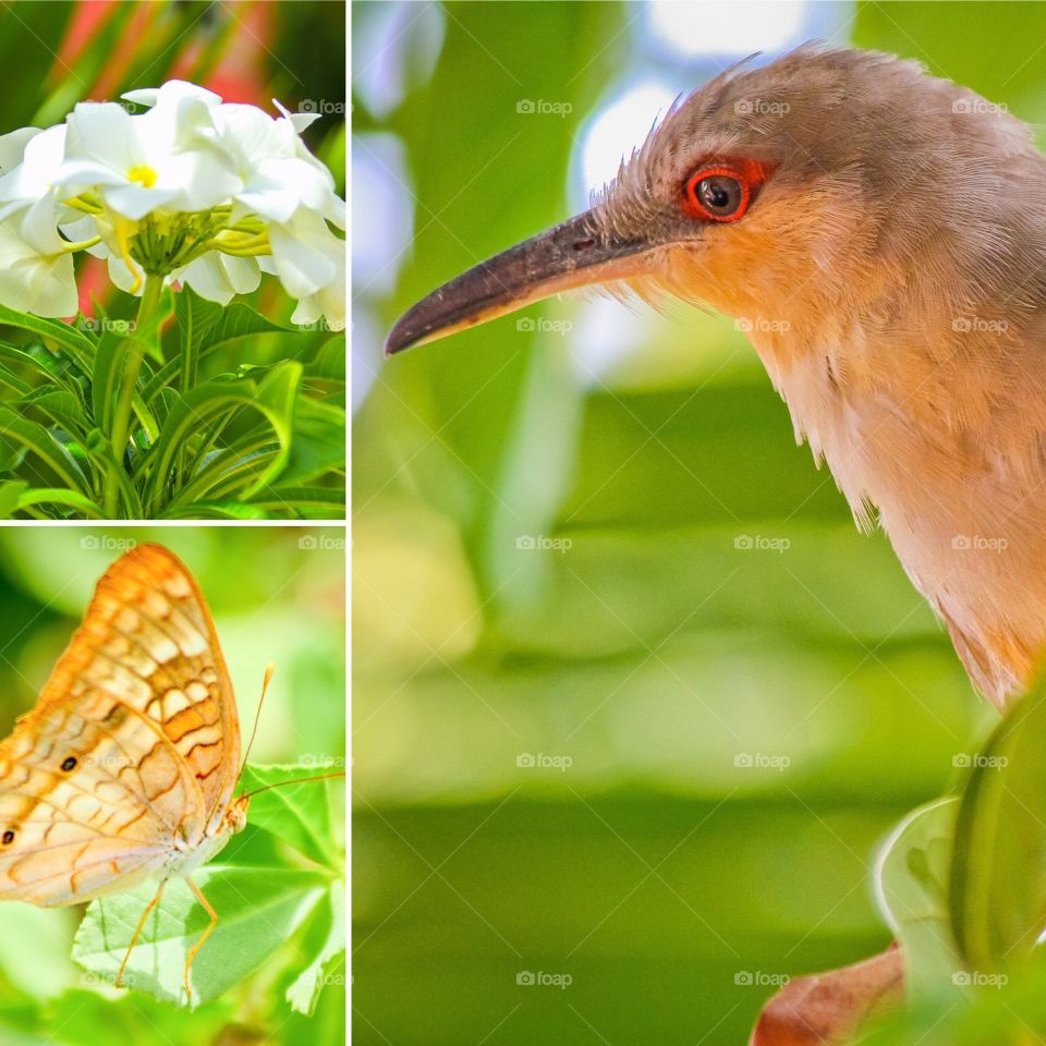 A  collage of nature and wildlife. 