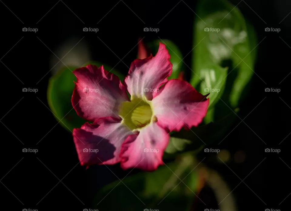 Dessert Rose, Baja California Sur, México