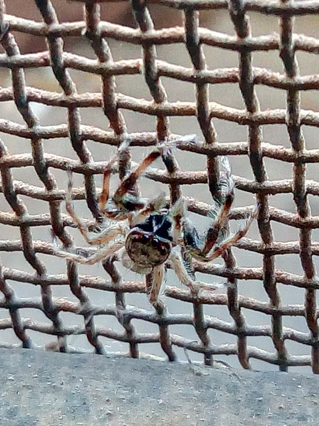 spider