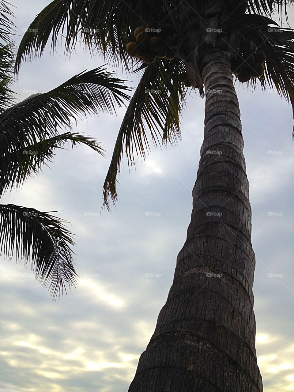 Beach life . Palm trees 