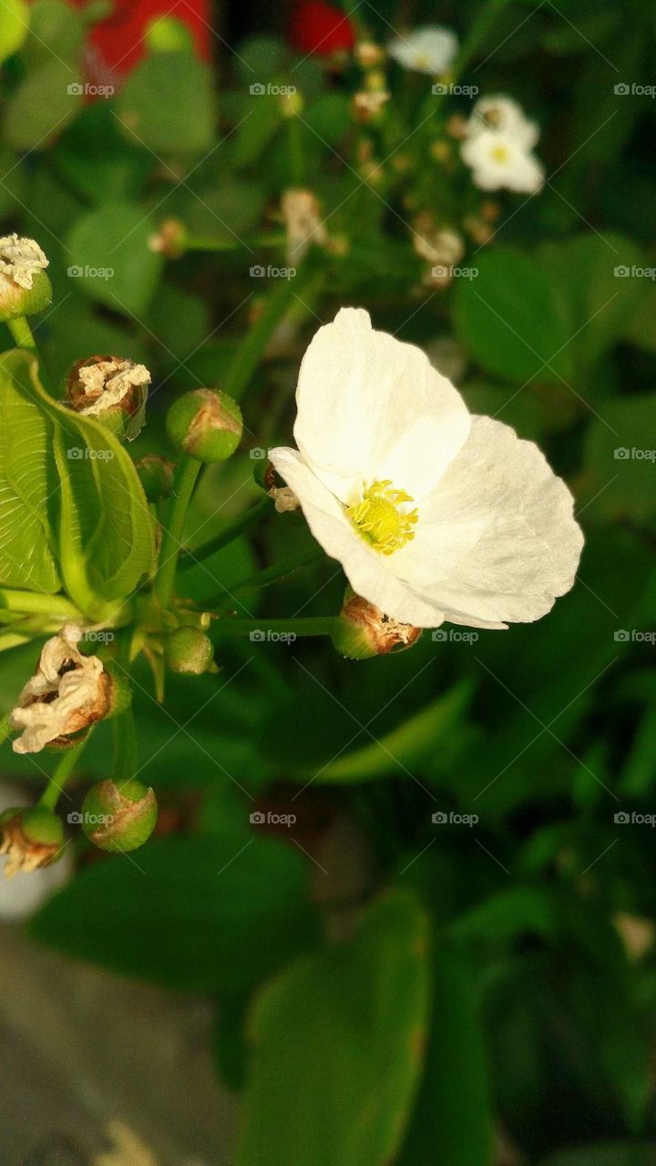 White Flower is full bloom in the morning.