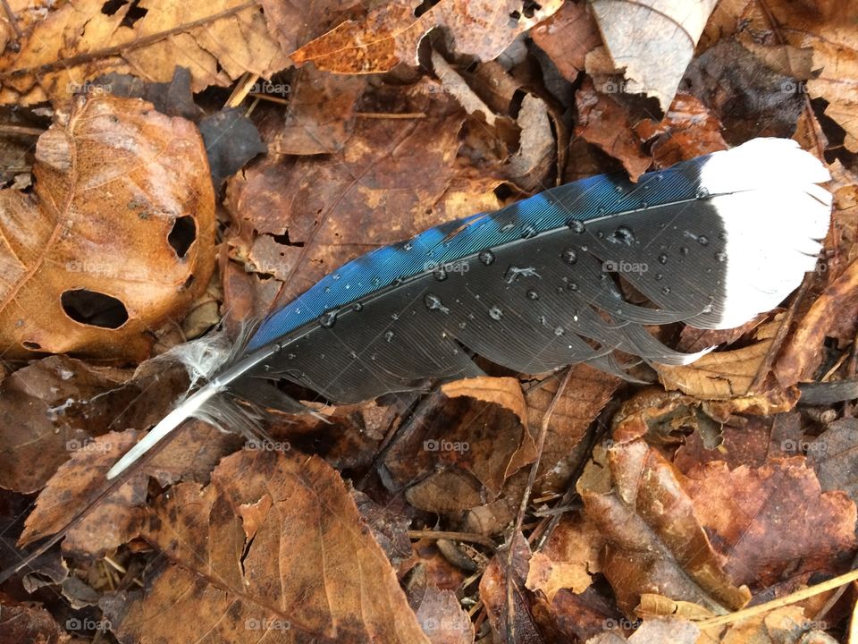 Blue jay feather 