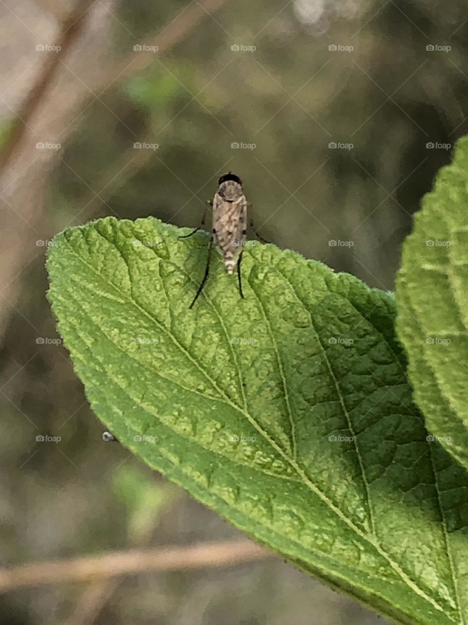 Captured this little guy holding onto a very green leaf, but he wouldn’t turn around for his picture! I can’t even tell what he is - fly? Giant mosquito?
