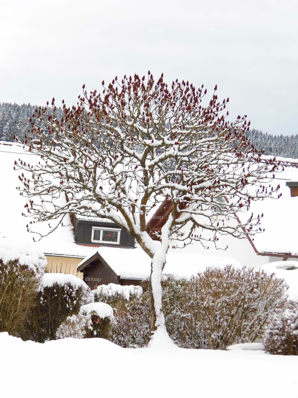 tree in the garden and snow