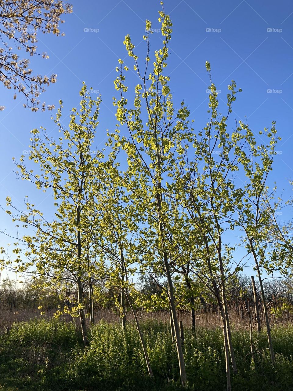 Trees soaking up the sun 