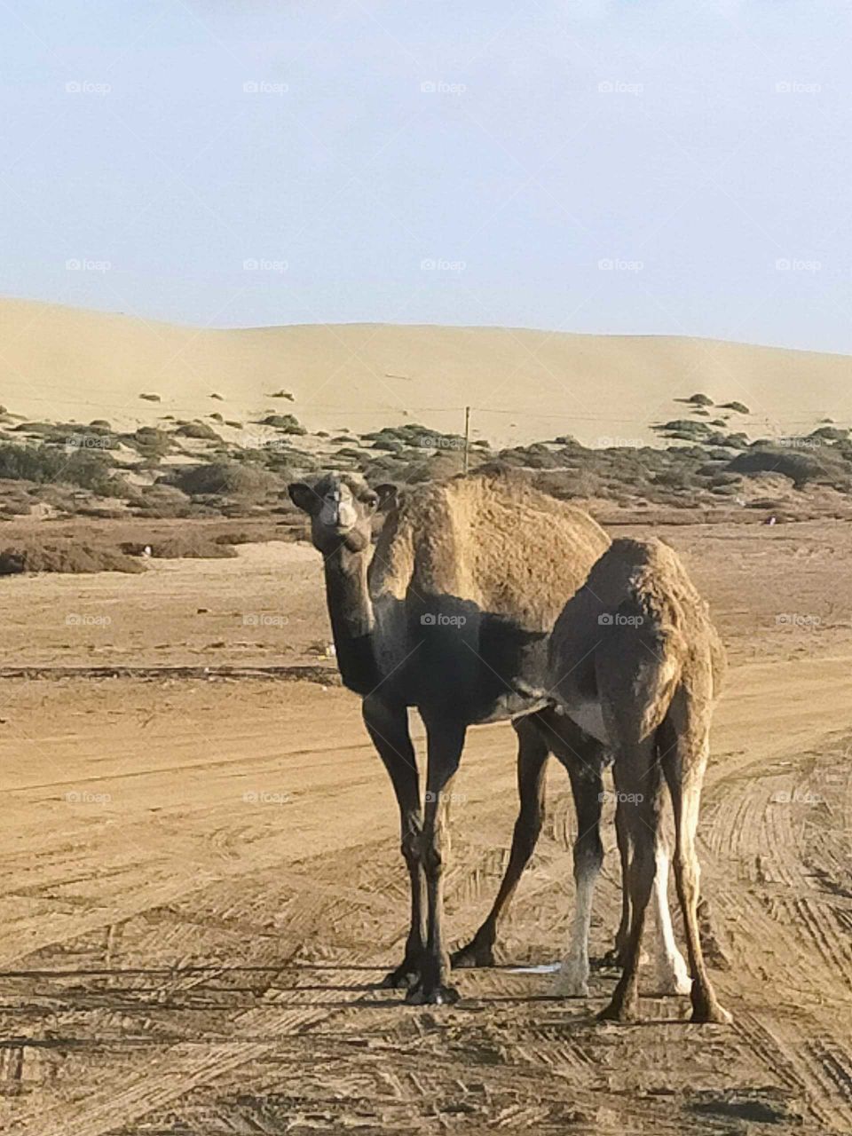 Camels in the white beach in the region of Goulimine,Morocco