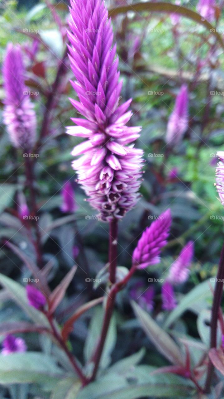 Chicken's comb flower