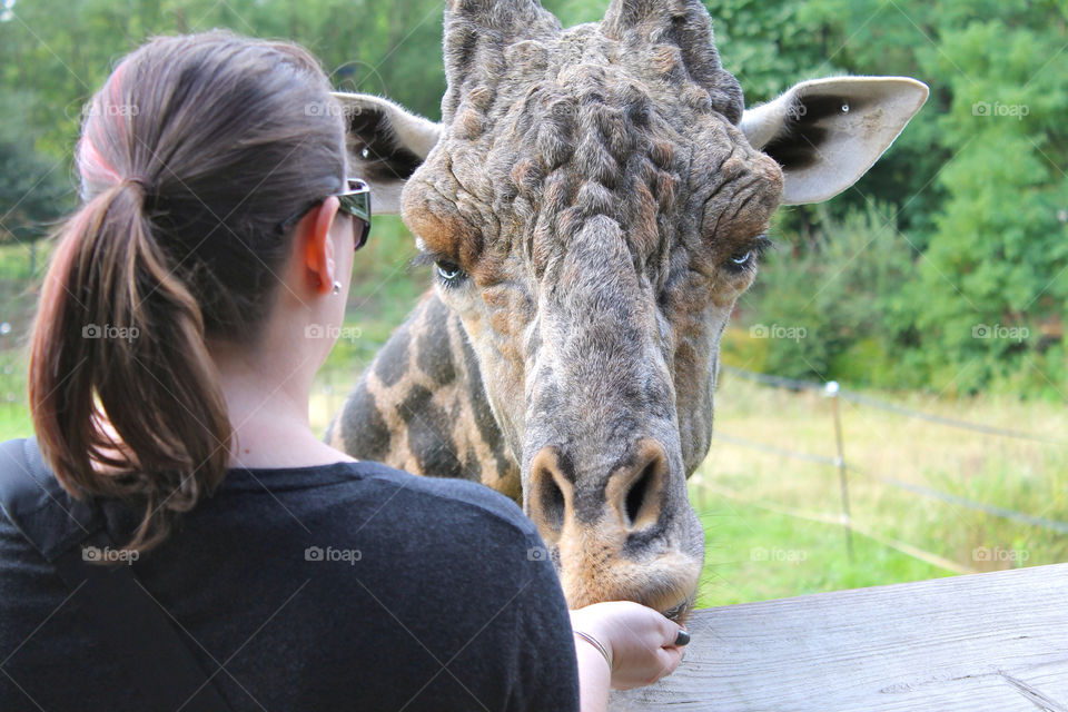 boston zoo feed giraffe by sarali11