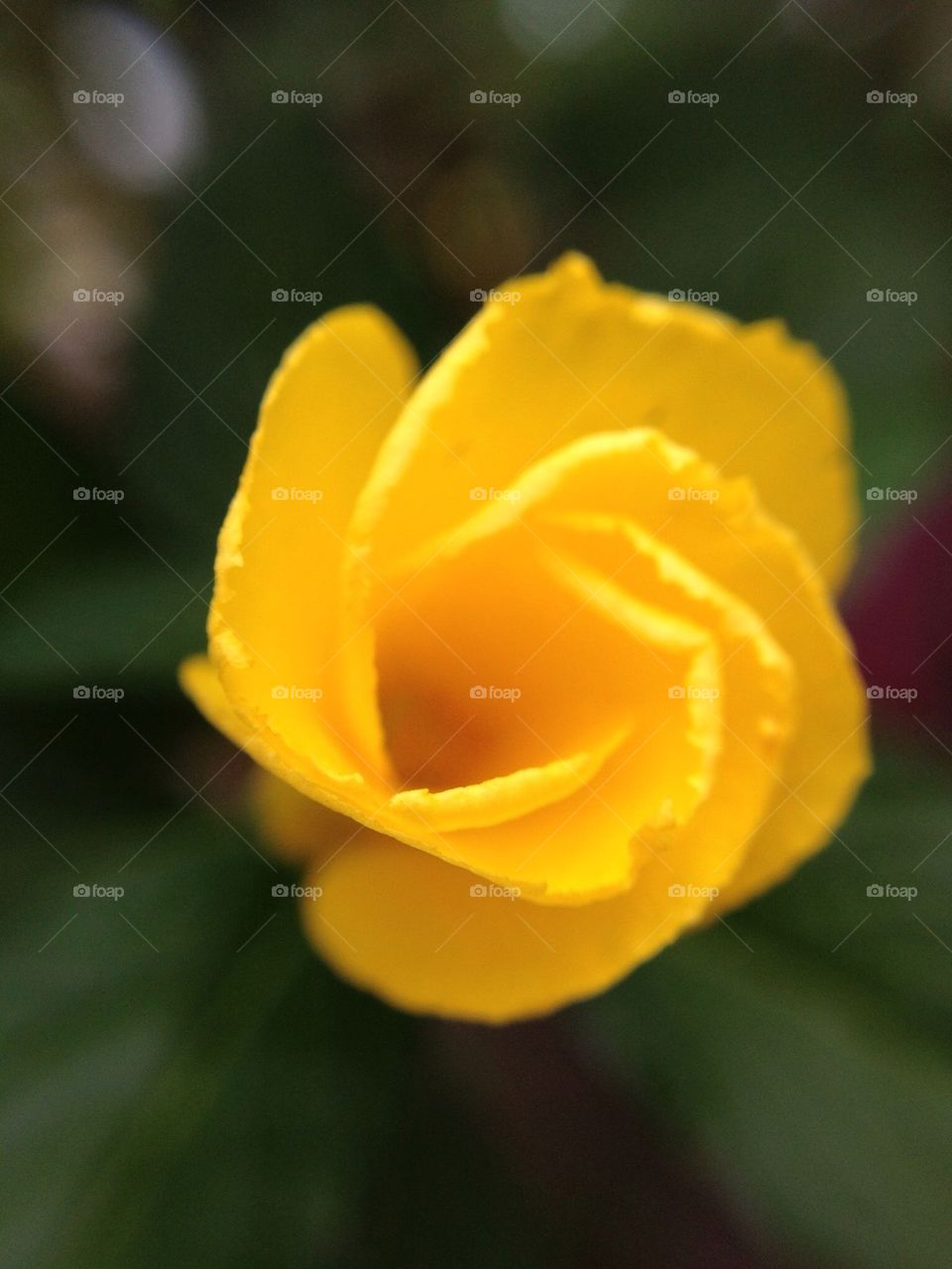 Spiral yellow