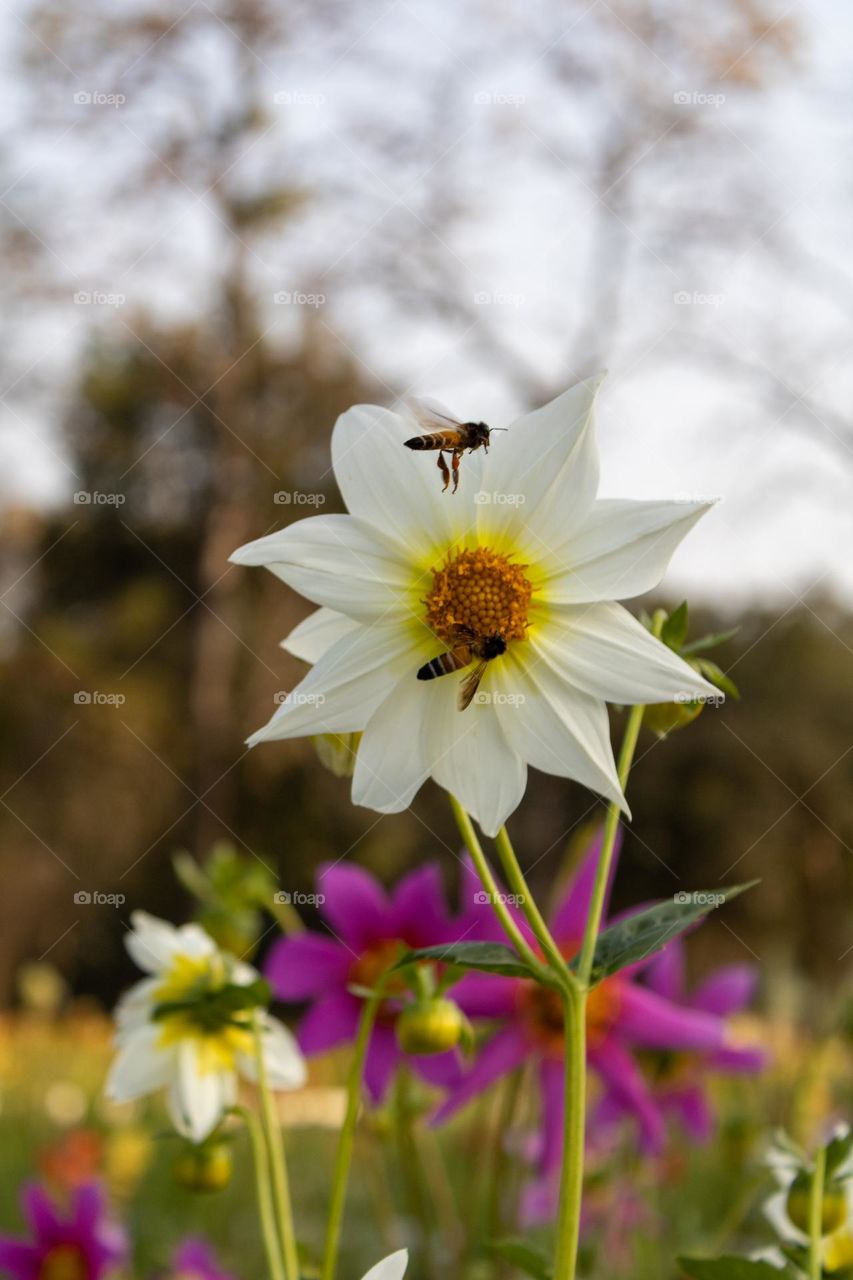 Flybees and the flower