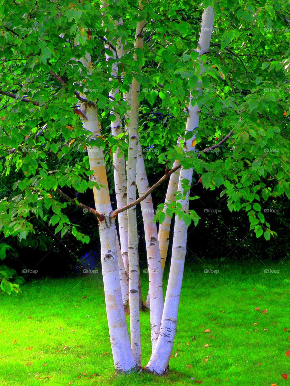 Birch Tree. A nice silhouette in the woods.