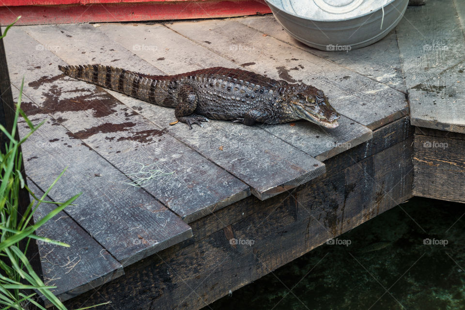 Young caiman on a wooden bridge
