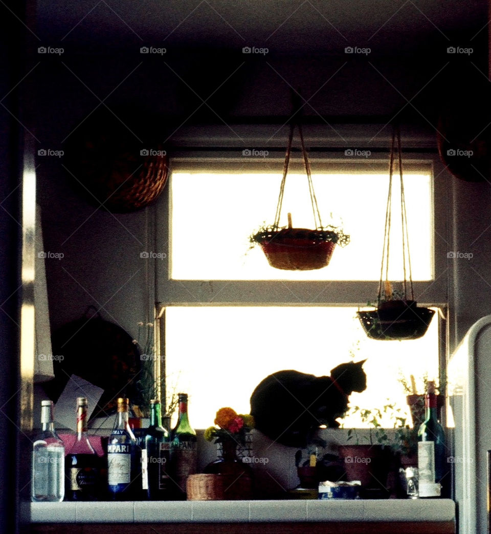 Pasadena California.. Cat in window day dreaming. Mid-day lazy Sunday. Kitchen window. Waiting for 
homecoming.