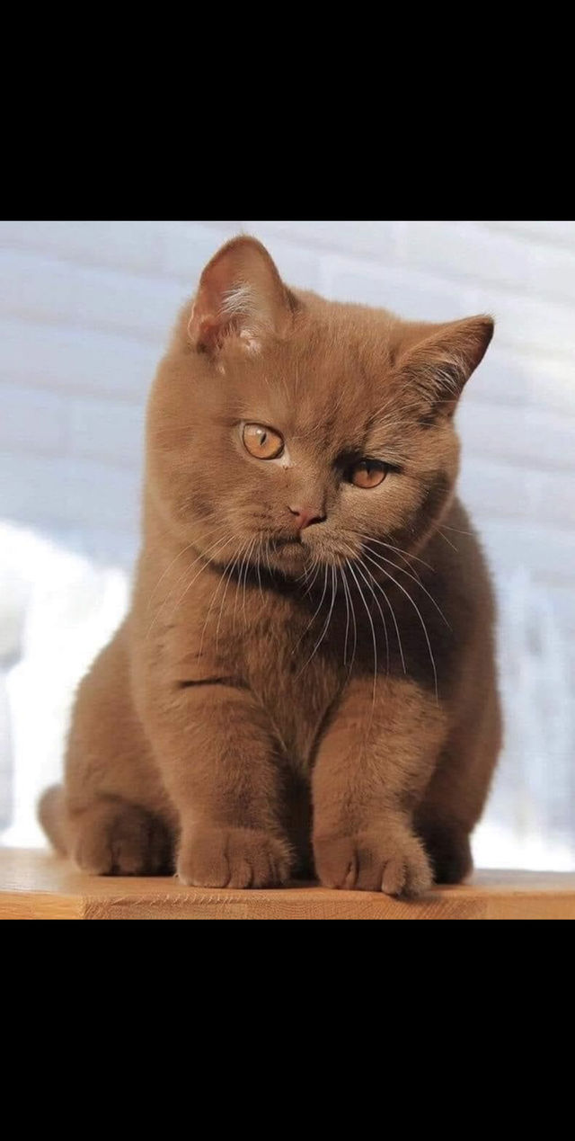 Choco cat