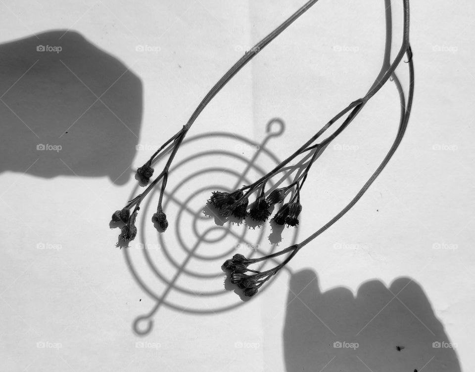 Circle shaped shadows