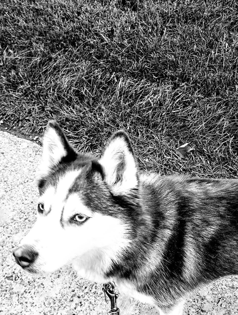 B&W Dog