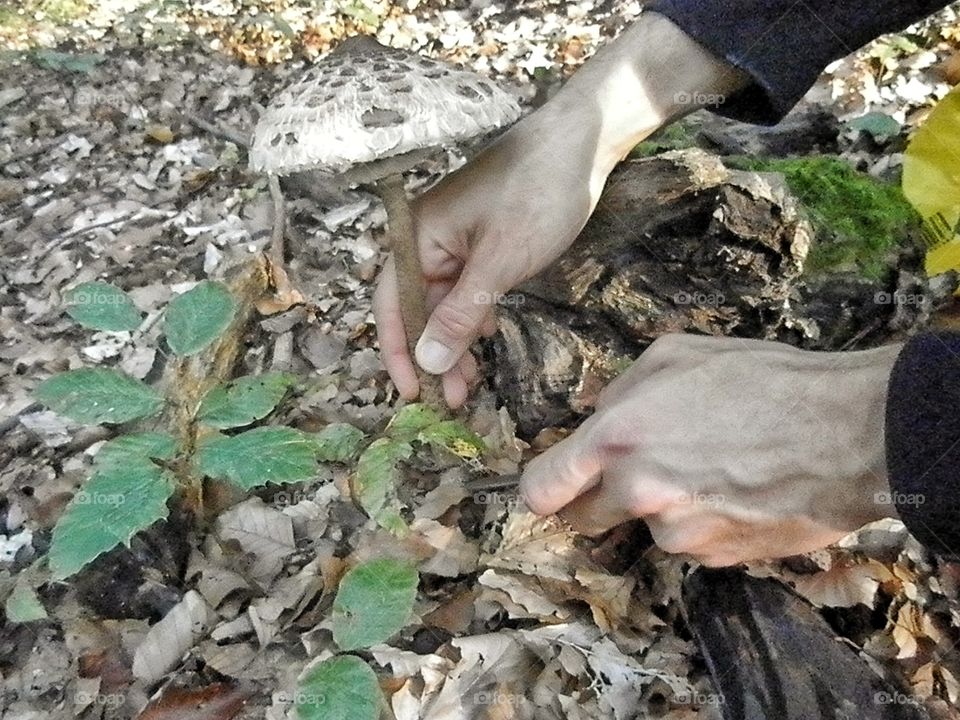 Fall in the forest