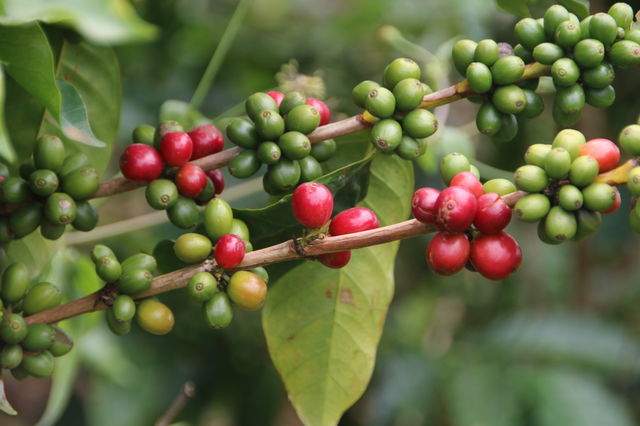 Coffee
