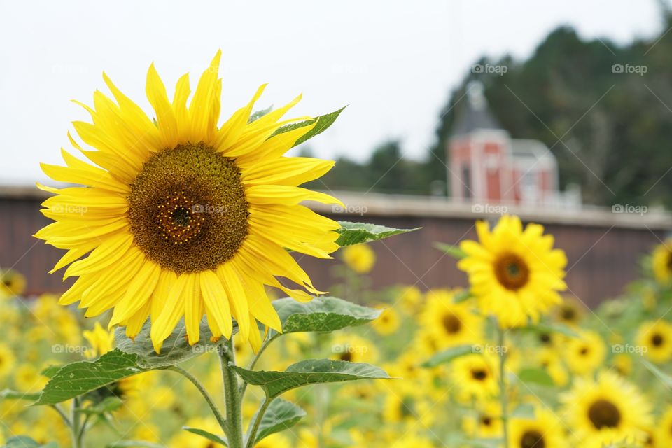 Brilliant Sunflowers