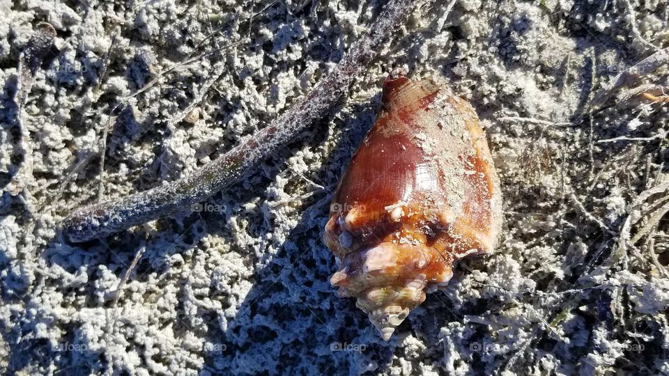 Florida Conch Seashell on the beach