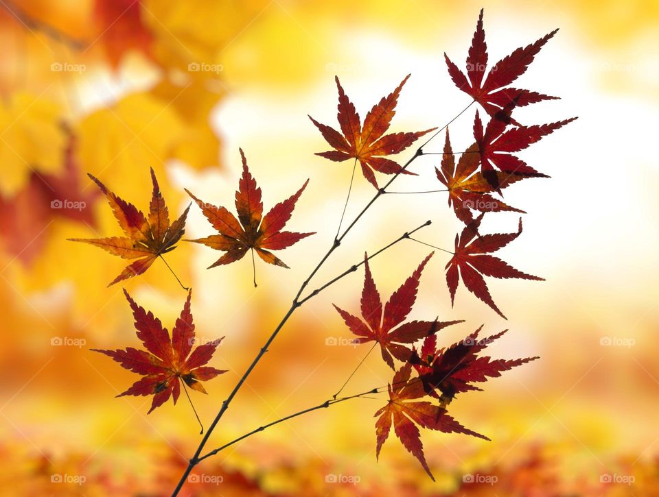 Beautiful red maple leaves