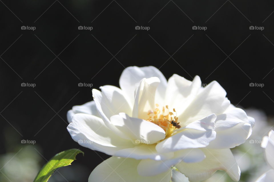 Flower, Nature, No Person, Flora, Leaf