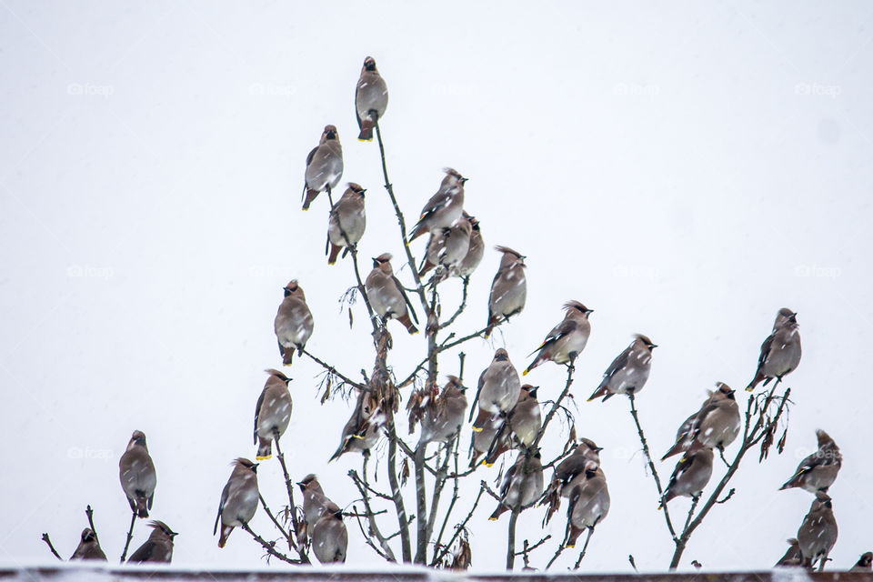 Bird, Winter, Snow, Wildlife, No Person