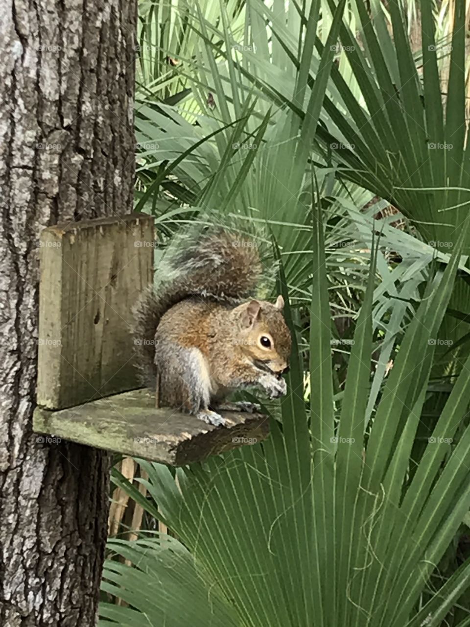 A Squirrel enjoying his lunch among the palms in the woods