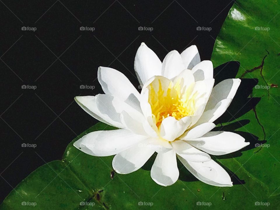 water lily 
