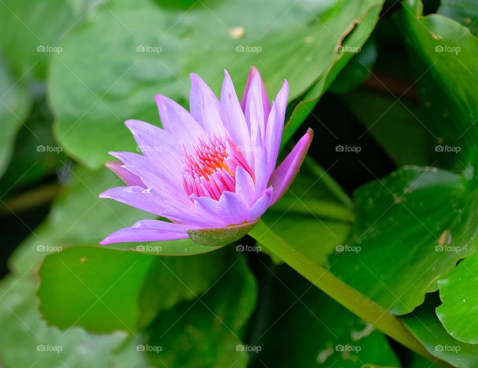 purple color flower