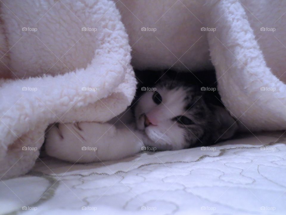 Hiding cat