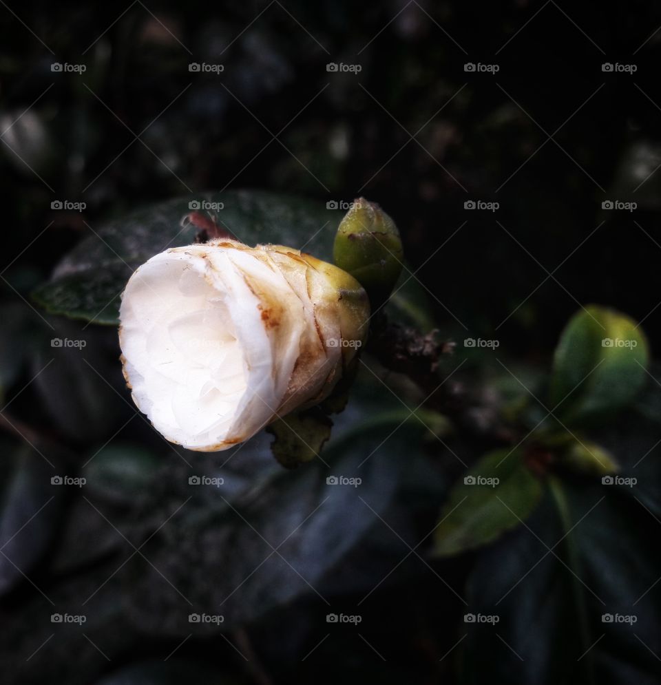 spring flower day outdoor