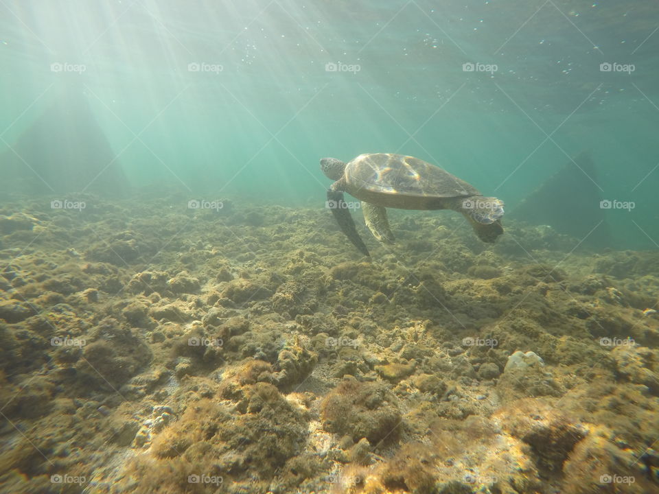 Turtle cruising on the North Shore of Oahu