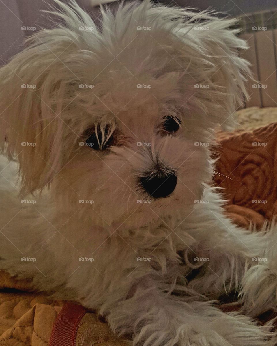 Fun animals in our daily life