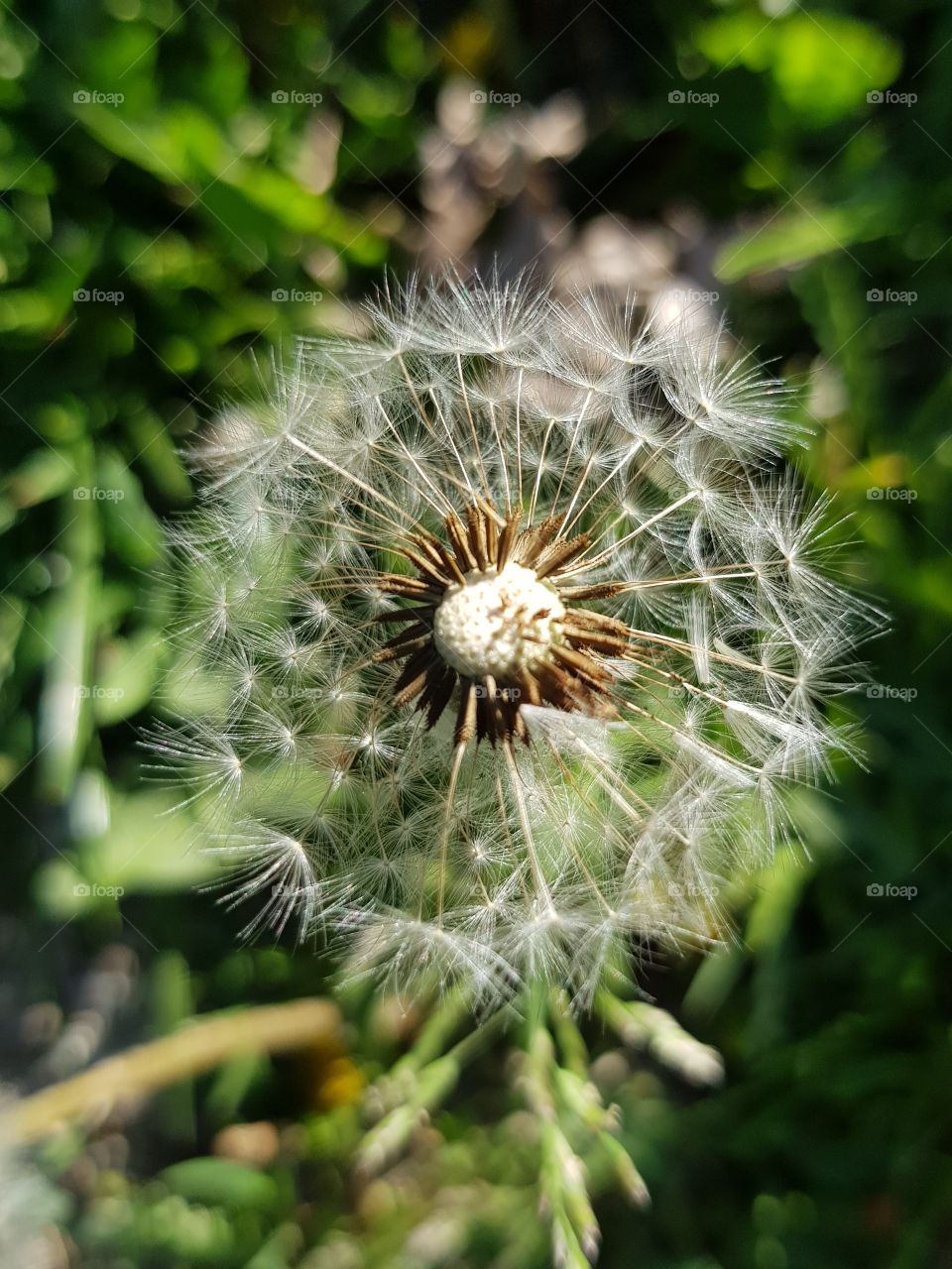 Close up dandelion