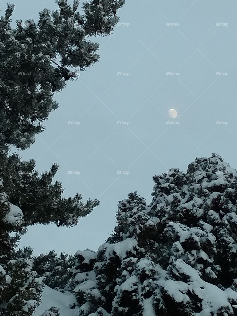snowy trees and moon