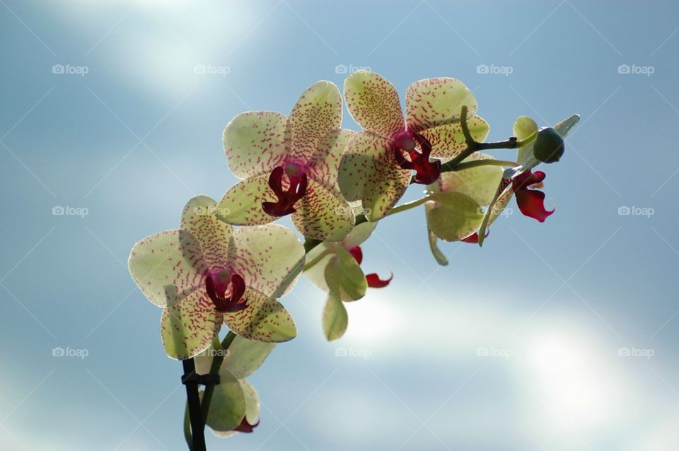 Close-up of orchid flower