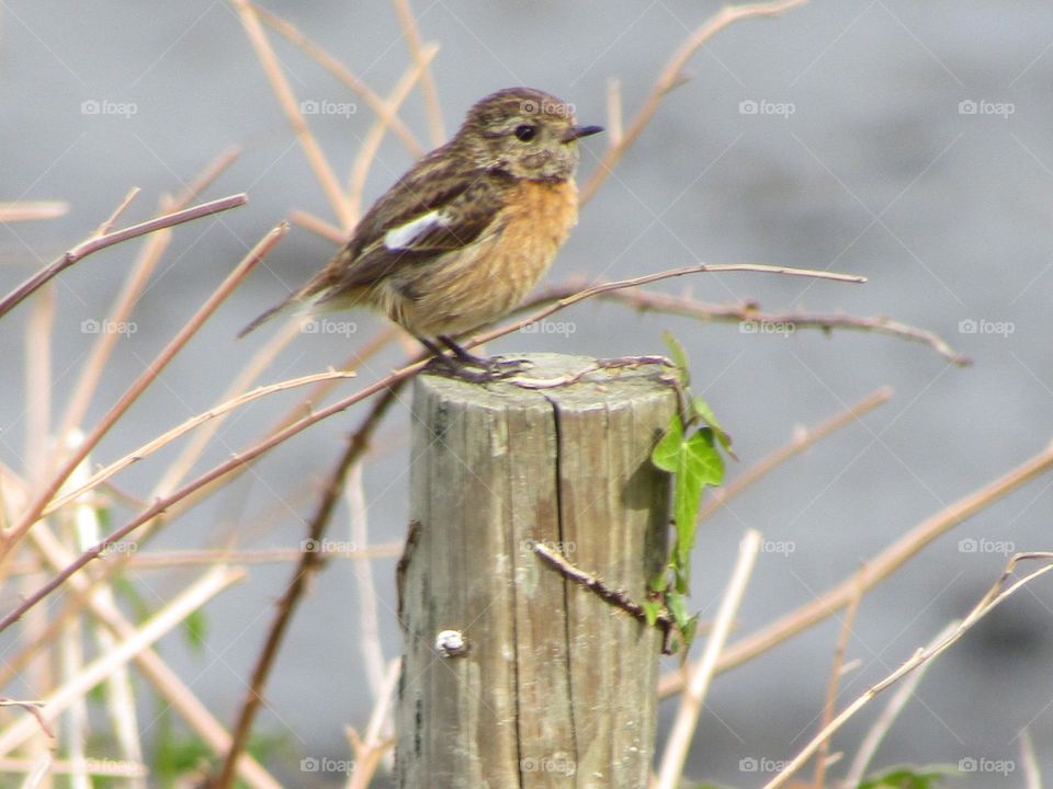 bird perched on a wooden post