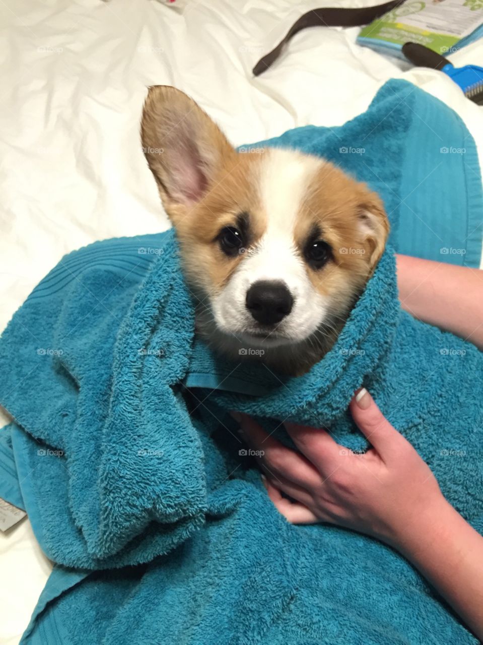 First bath corgi 