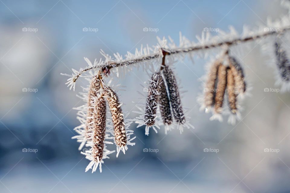 Plant branch in frost