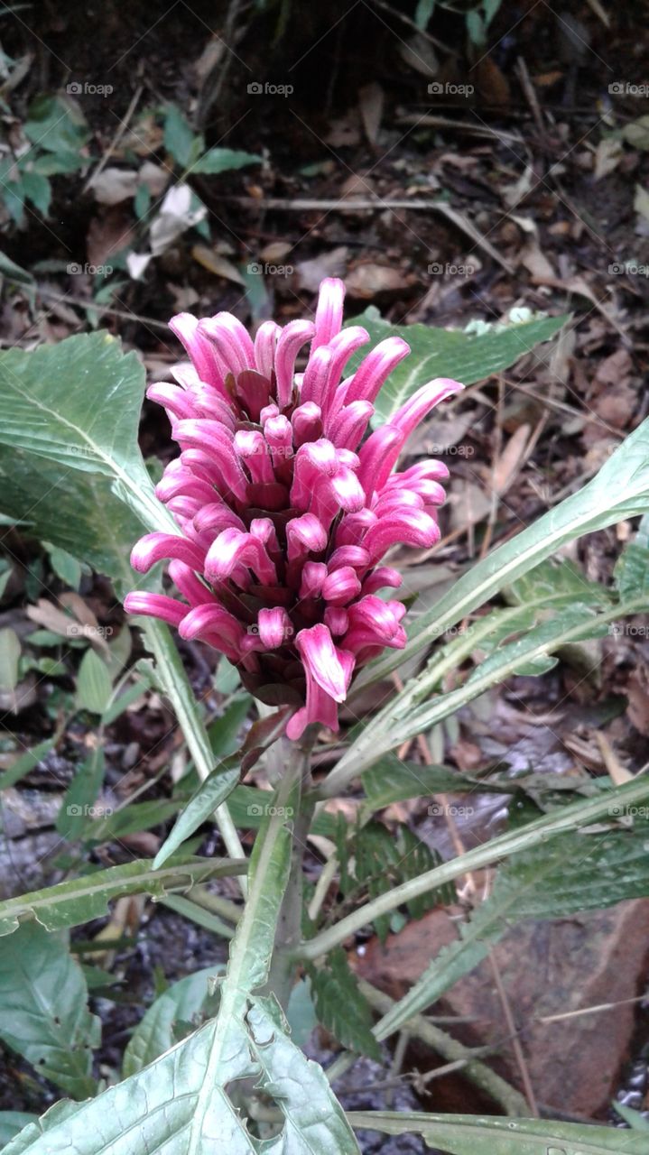 NATURAL NATURE ENVIRONMENT GARDEN FLOWER