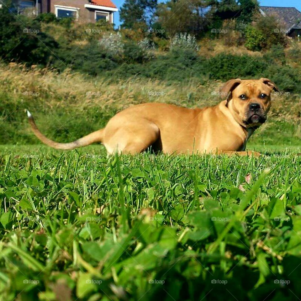 Meet Jazz, she loves the warm grass.