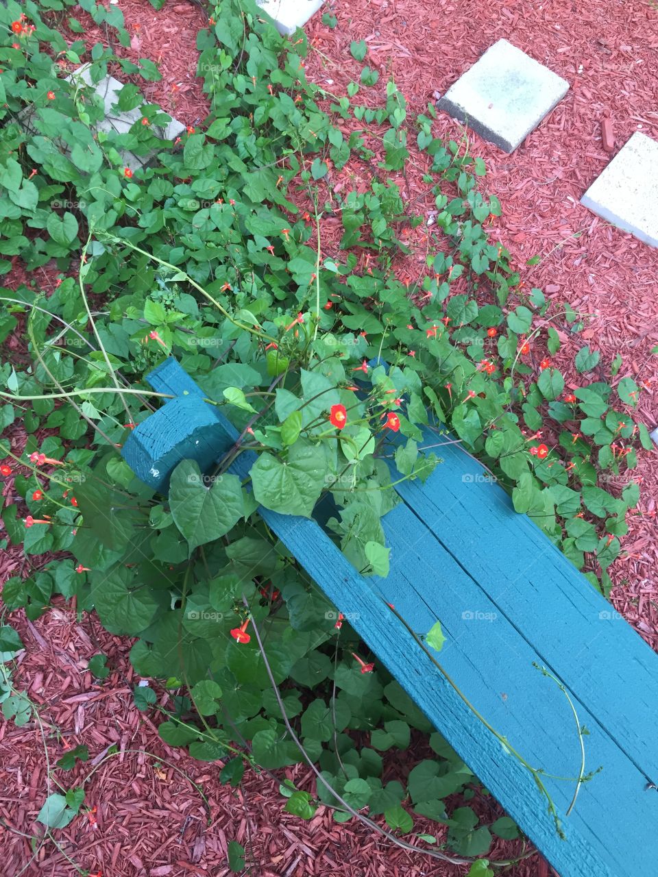 Leaf, Garden, Flora, Flower, No Person